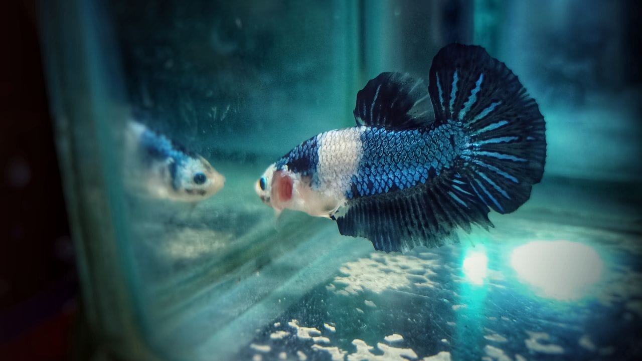 How To Take Care Of Betta When You’re On Vacation?
