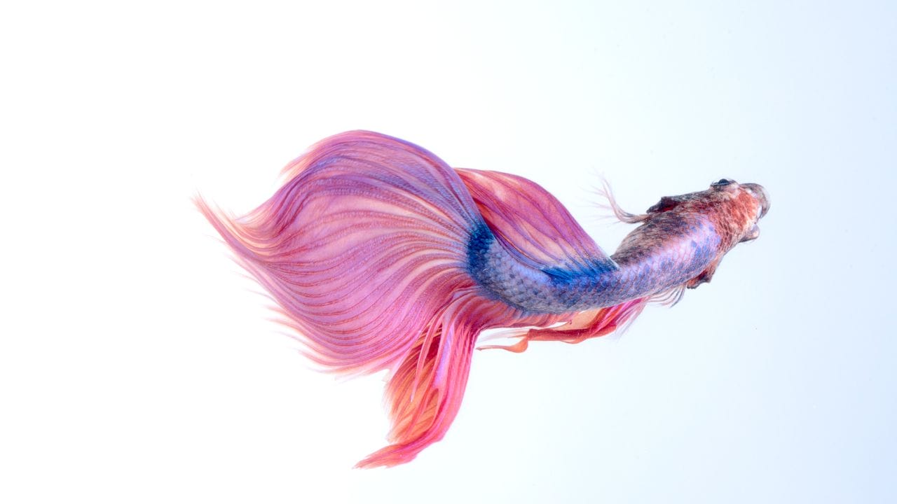 Why Did My Betta Fish Die? 20 Weird Reasons