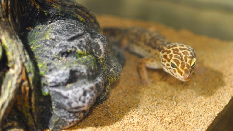 Why Your Leopard Gecko Tank Smells (And How to Fix It)