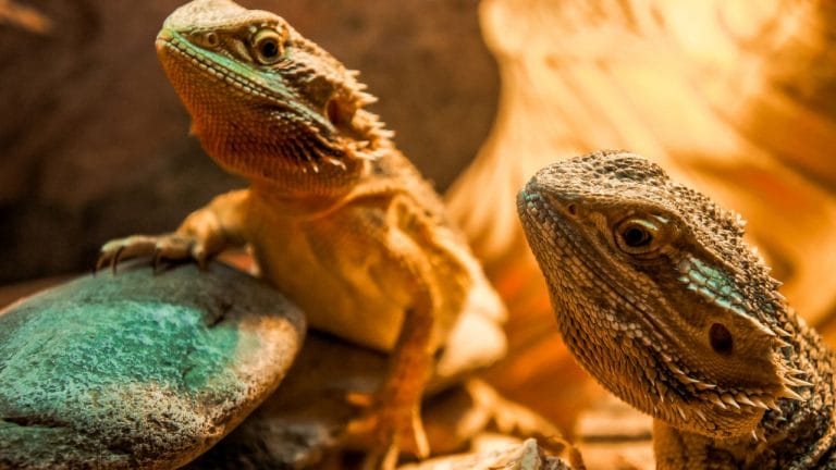 Bearded Dragon Laying Eggs? Do These Now!