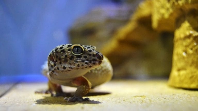 How Many Times Can A Leopard Gecko Lose Its Tail?