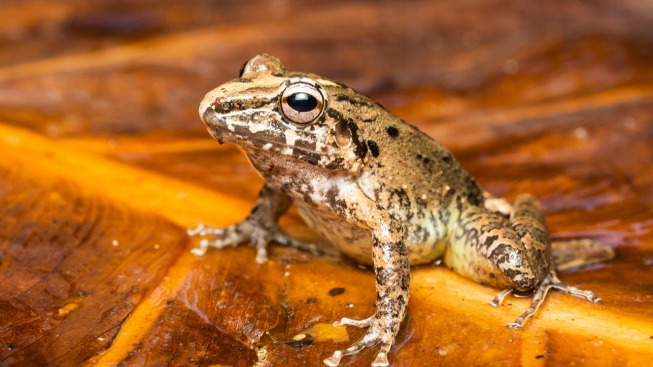 Can Common Rain Frogs Be Pets? [List + Pictures] - Acuario Pets