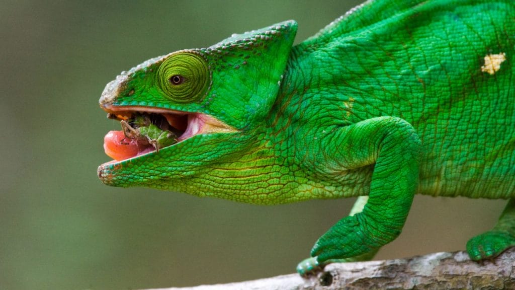 Can You Put 2 Chameleons Together? – Acuario Pets