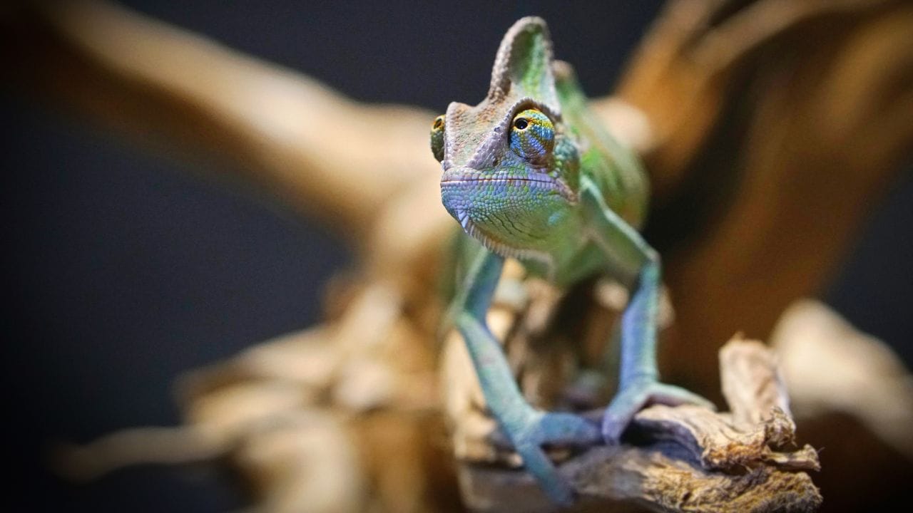 Why Are Chameleons Slow?