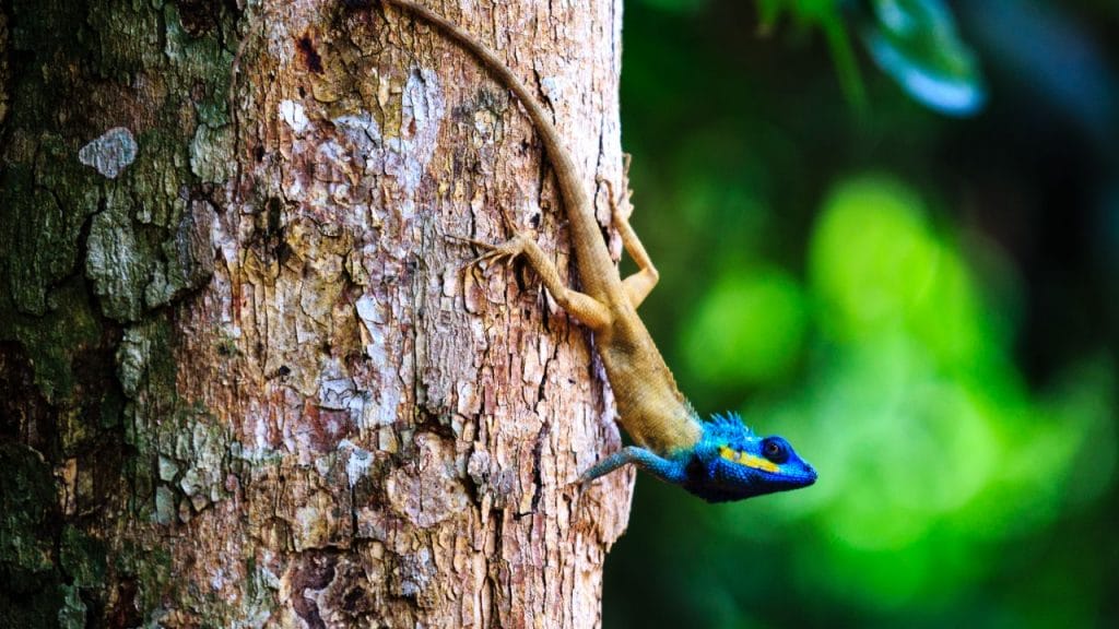 Does Chameleon Poop Smell? 2 Do Chameleon Cages Stink Does Chameleon Poop Smell?