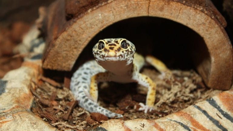 Do Leopard Geckos Really Need UVB? Here’s the Truth