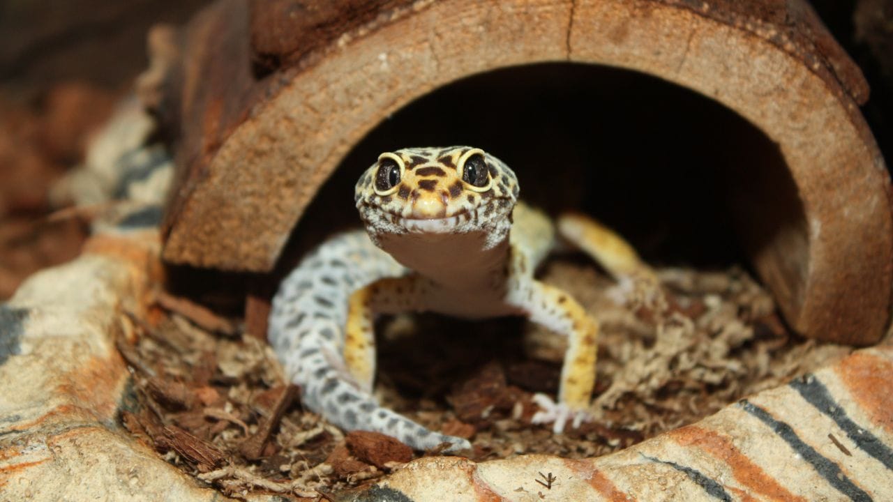 Do Leopard Geckos Need UVB? [IMPORTANT]