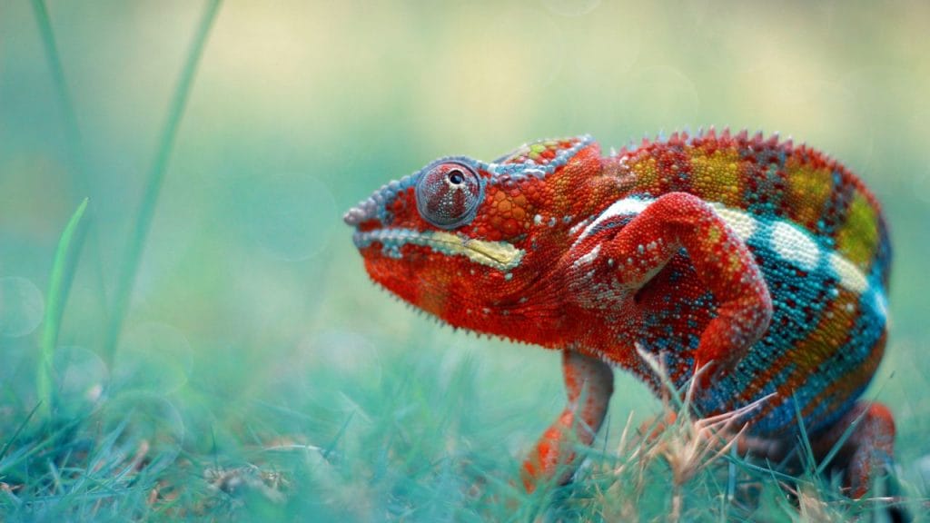 How Do Chameleons Drink Water? 2 Does Chameleon Poop Smell How Do Chameleons Drink Water?