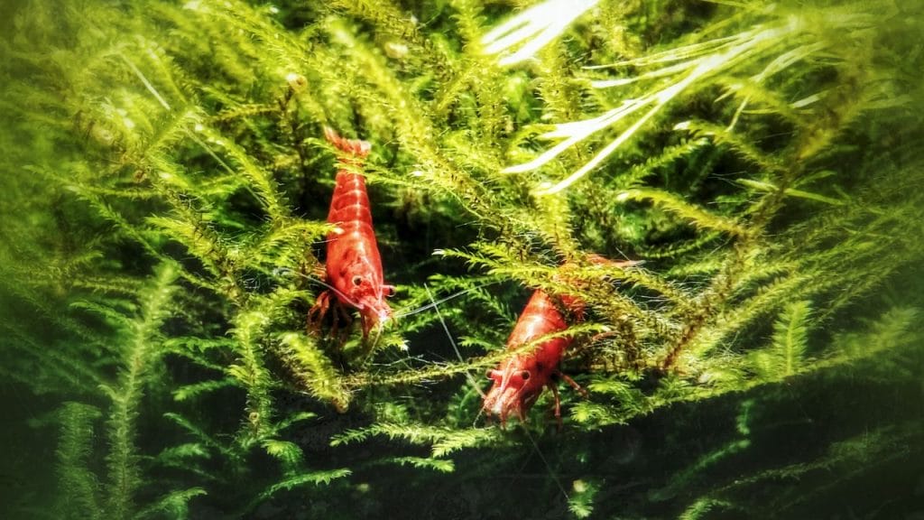 Fixing Tank Light for shrimp tank Shrimp Vorticella: Causes, Prevention, Treatment