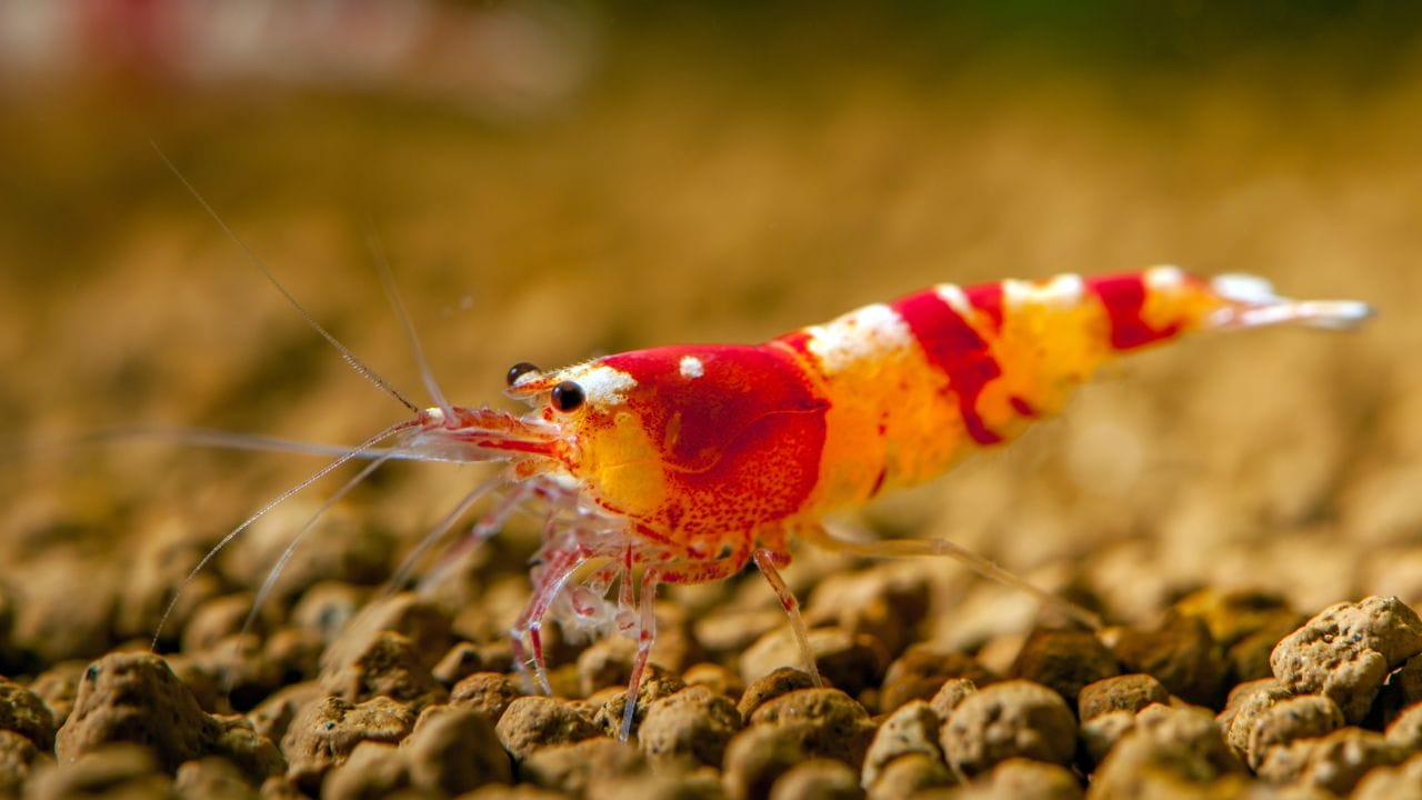 How To Set Up A Shrimp Tank Easily Shrimp Vorticella: Causes, Prevention, Treatment