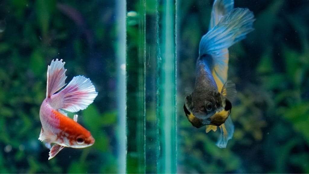 Preventing Ich in betta Betta Fish Vertical Death Hang? [Causes, Treatment, Prevention]