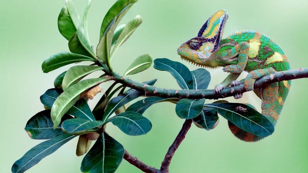 Can You Use Outside Branches For Chameleons? 4 Should I Mist My Chameleon At Night Can You Use Outside Branches For Chameleons?