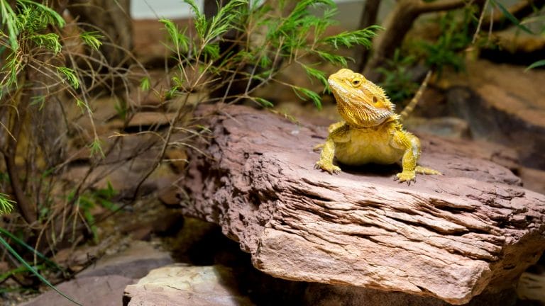 How Much Does It Really Cost to Say Goodbye to Your Bearded Dragon?