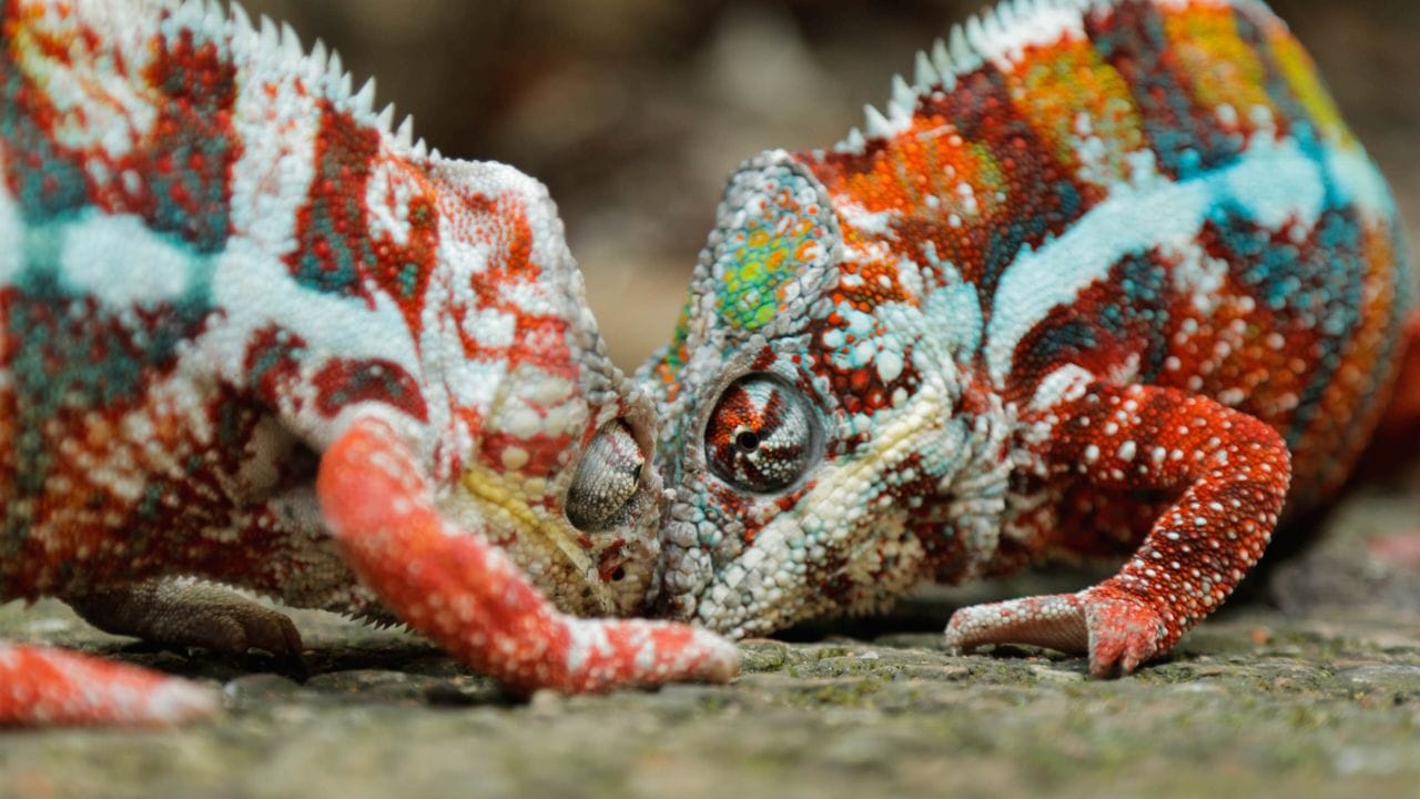 Why Are Female Chameleons Cheaper How To Deal With Aggressive Chameleon? [Expert Tips]