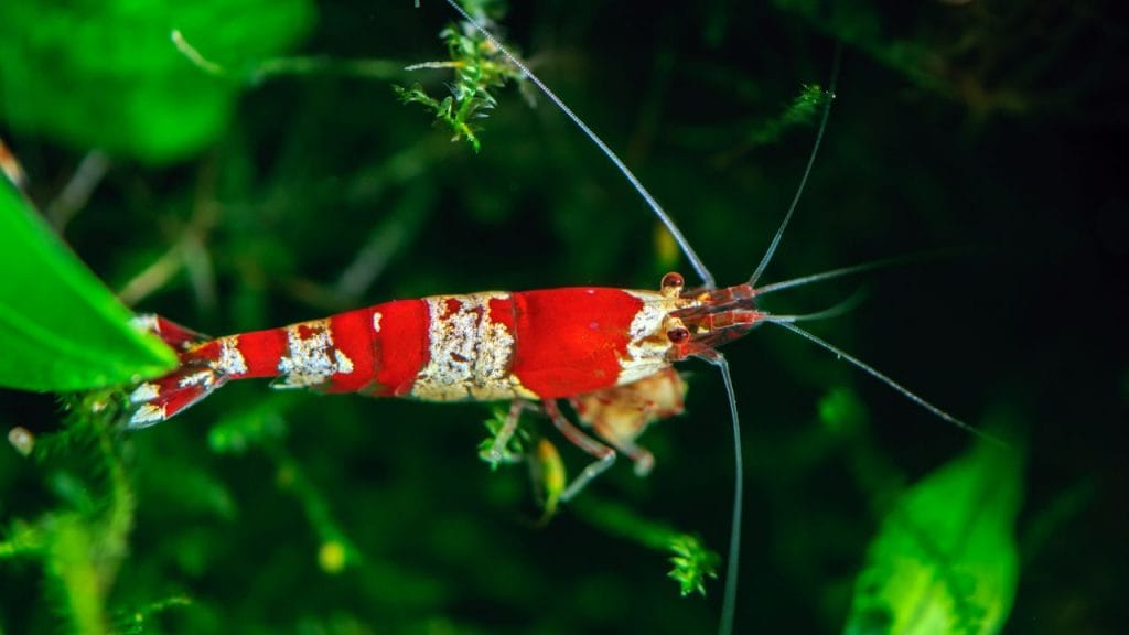 crystal red shrimp The Ultimate Red Fancy Tiger Shrimp Care [Checklist]