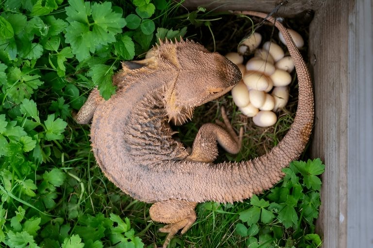 18 Interesting Bearded Dragon Breeding Behaviors Owners Should Know!