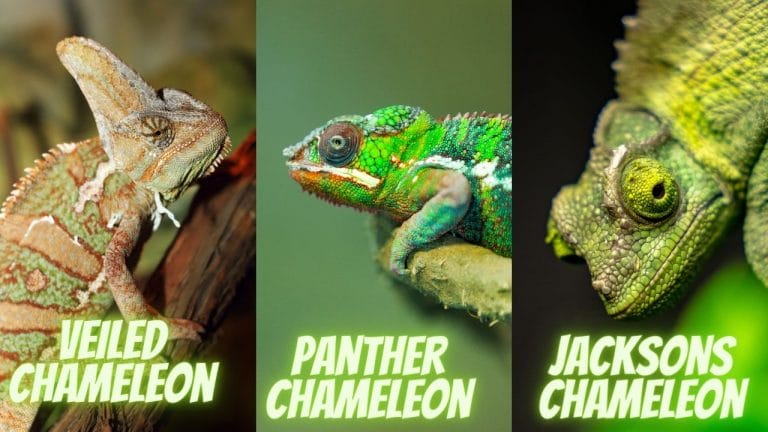 Veiled vs Panther vs Jackson’s Chameleons: Complete Comparison