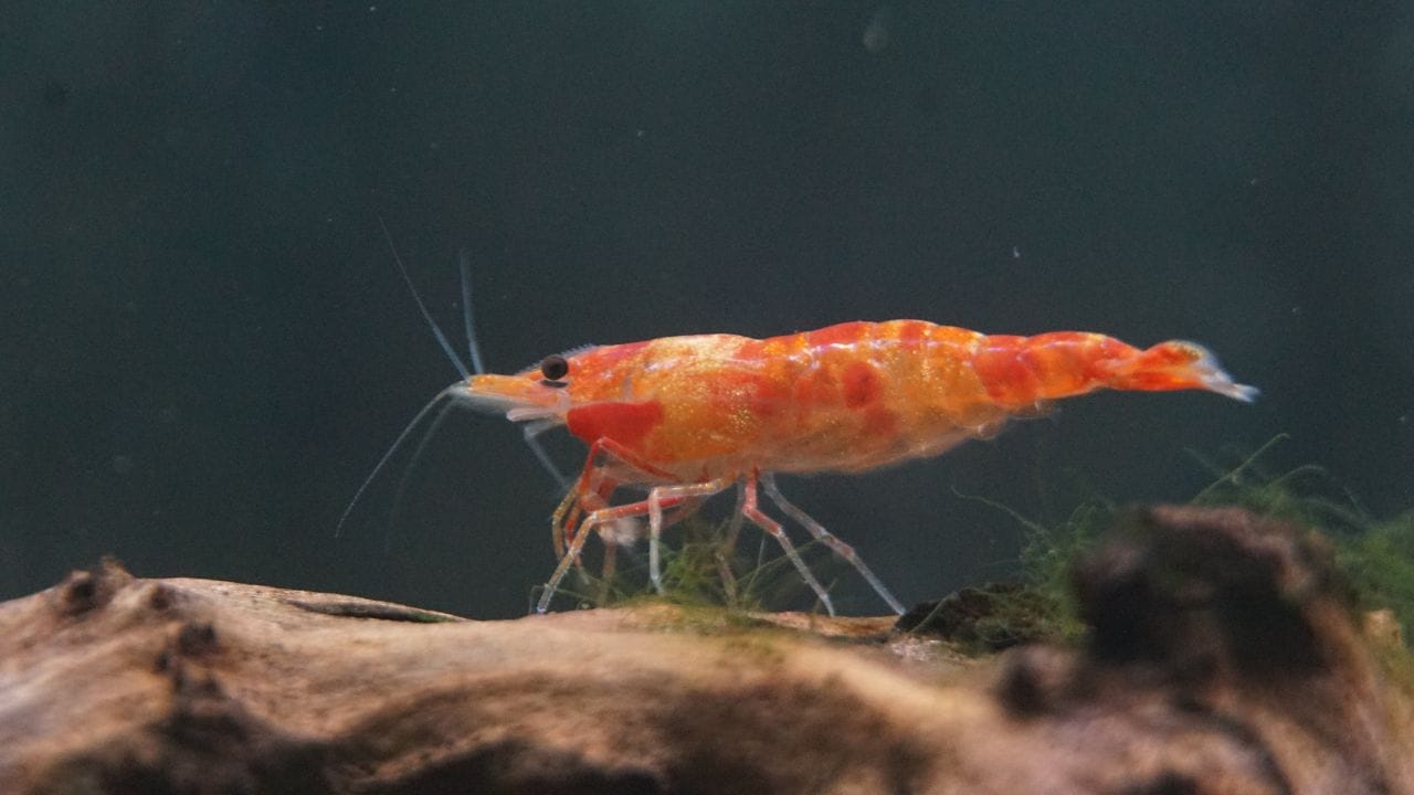 Do Aquarium Shrimps Lay Eggs Life Cycle of Aquarium Shrimps: Do They Lay Eggs?