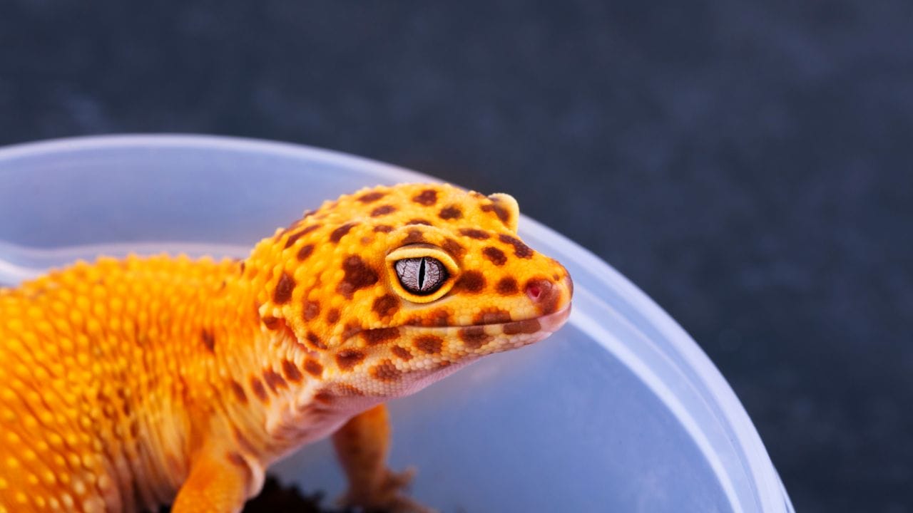 How To Bathe A Leopard Gecko? [Avoid These Mistakes] Acuario Pets