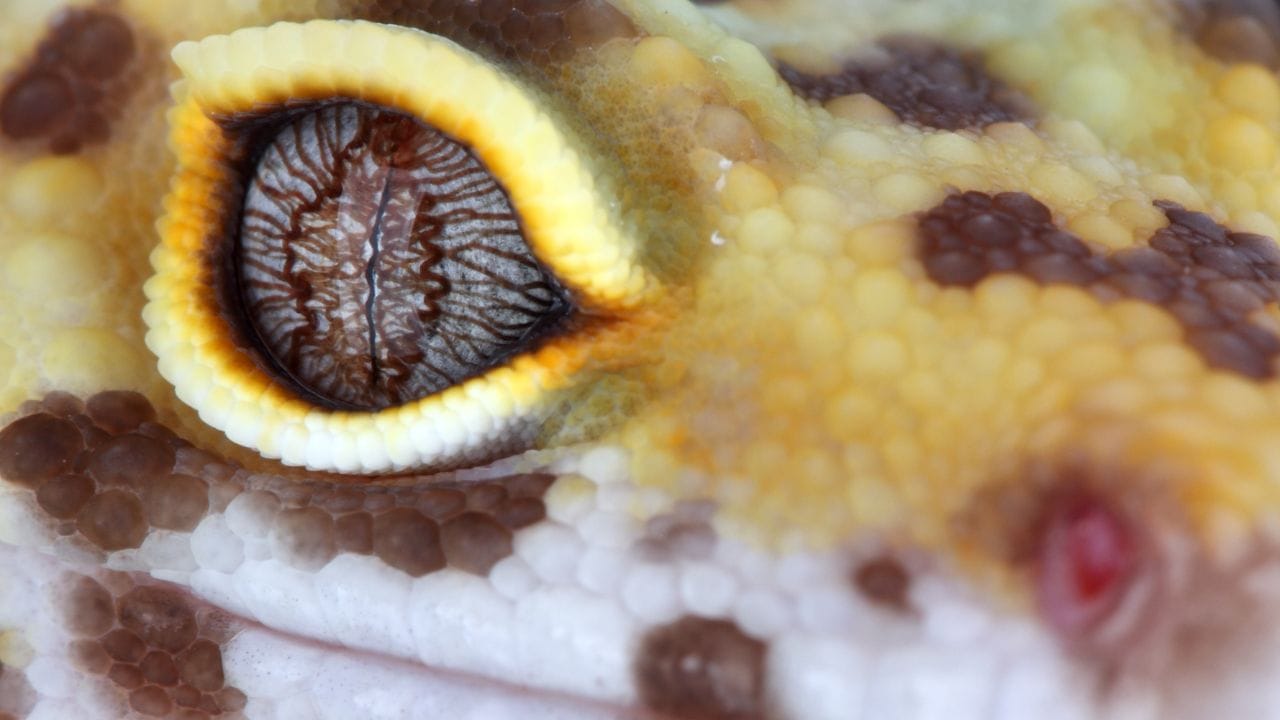 How To Treat Leopard Gecko Eye Infection How To Treat Leopard Gecko Eye Infection?