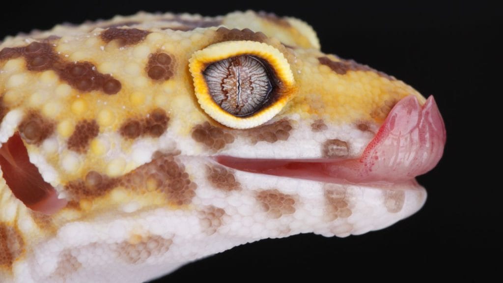 Why Is My Leopard Gecko Not Opening One Eye How To Treat Leopard Gecko Eye Infection?