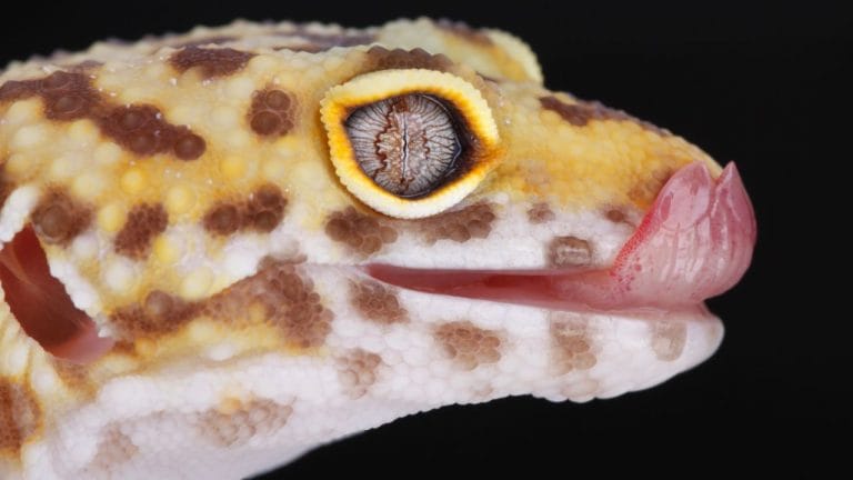How To Treat Leopard Gecko’s Cloudy Eye?