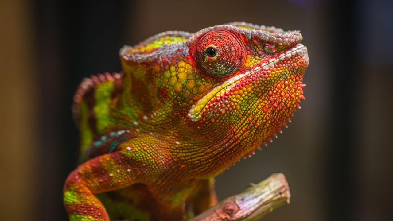 chameleon close up shot How Fast Do Chameleons Change Color?