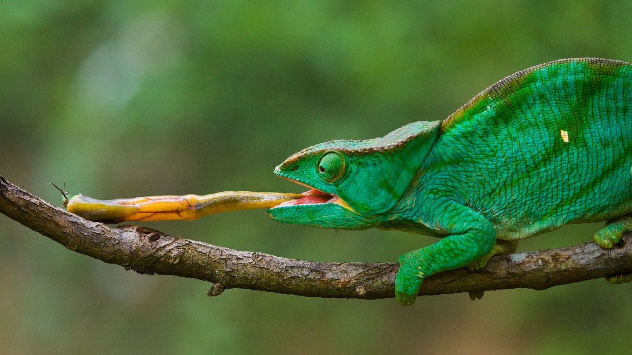 9 Foods That Are Toxic For Chameleons Acuario Pets