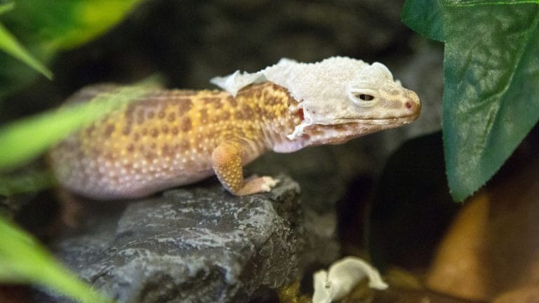 How To Reduce Humidity In Leopard Gecko Tank?  (8 Ways)