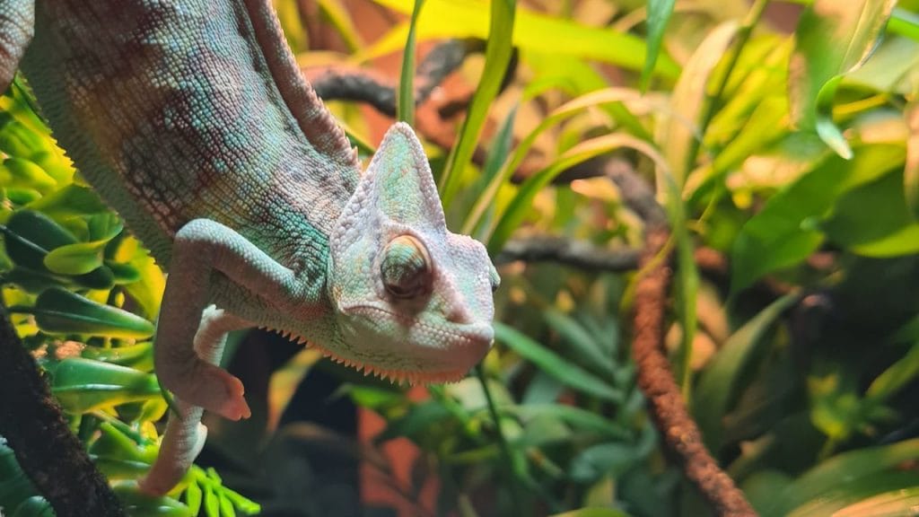 chameleon close up shot Can Stress Kill A Chameleon? Tips To Reduce Stress