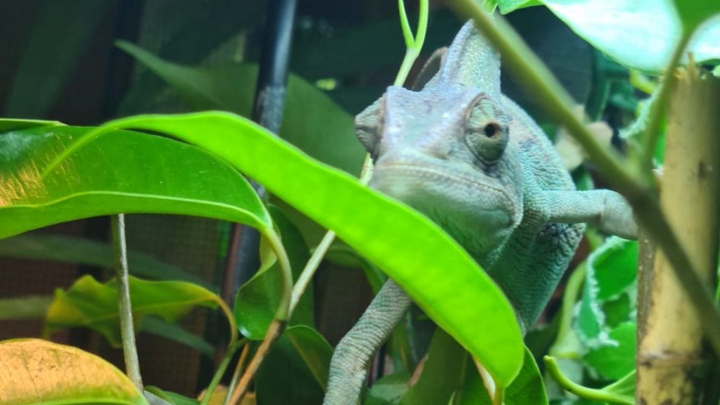 chameleon close up shot through leaves Can Stress Kill A Chameleon? Tips To Reduce Stress