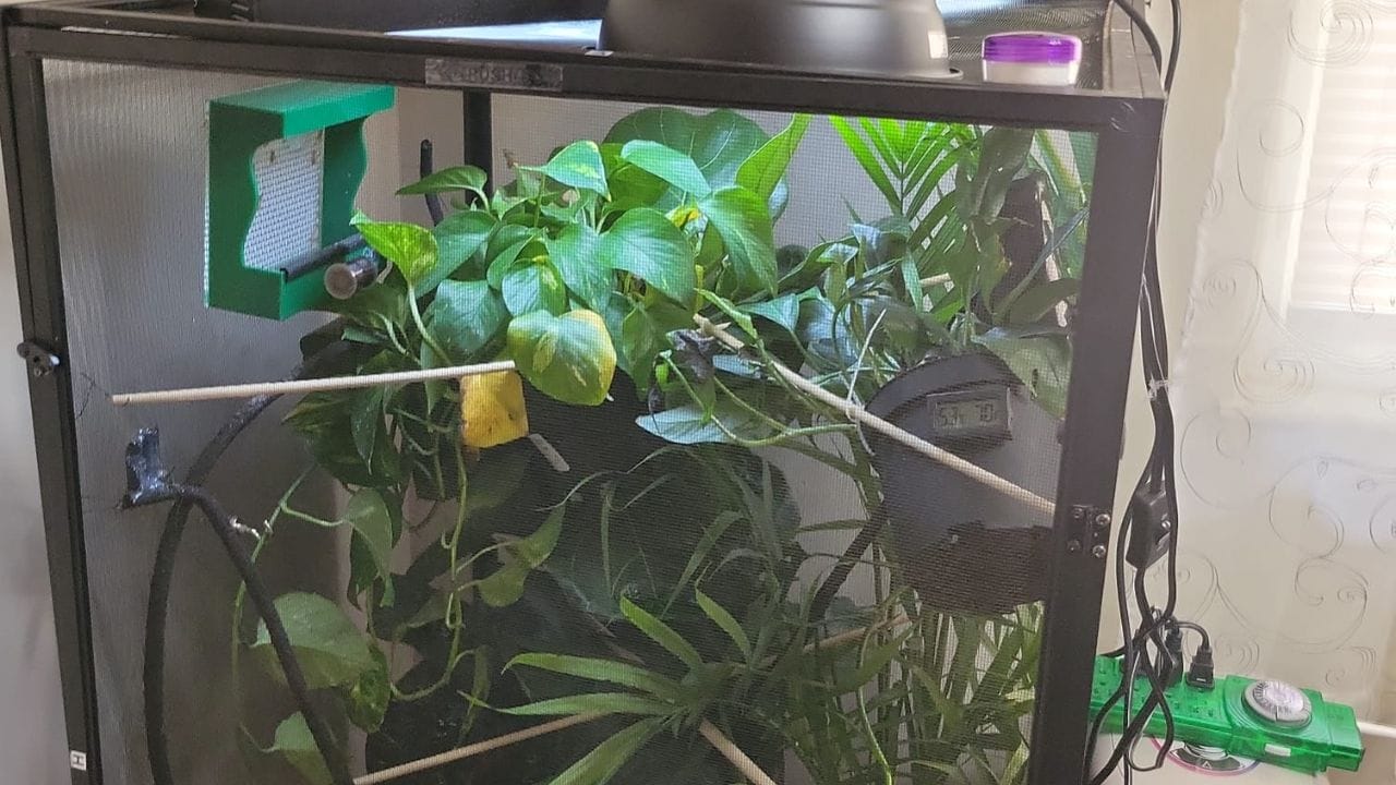 How Big Of A Cage Does A Chameleon Need? – Acuario Pets