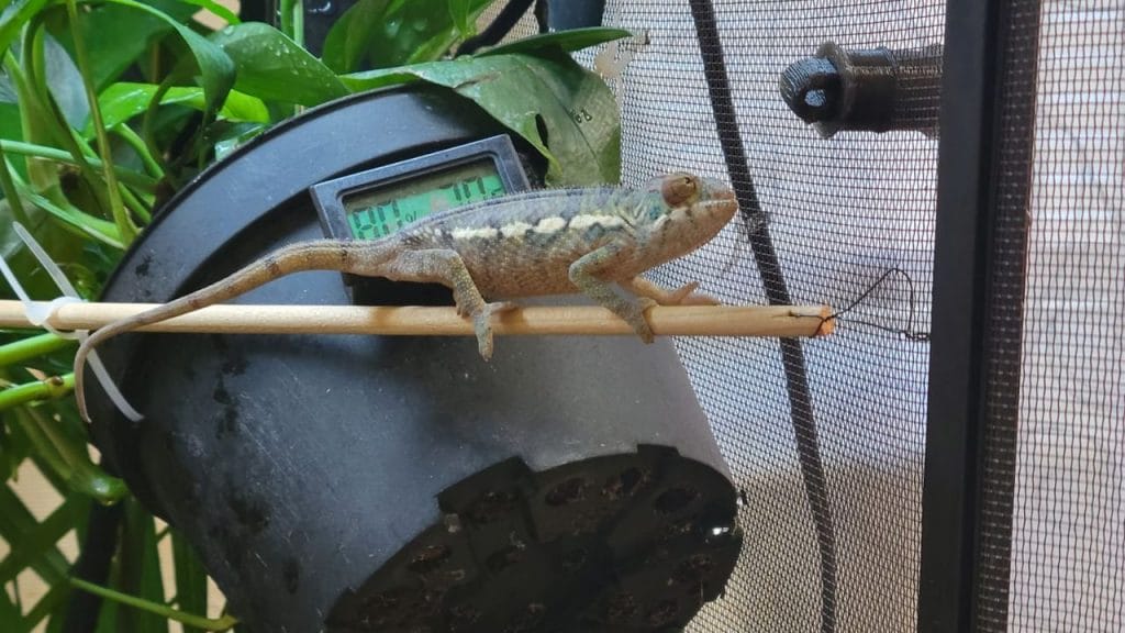 How Fast Do Chameleons Change Color? – Acuario Pets