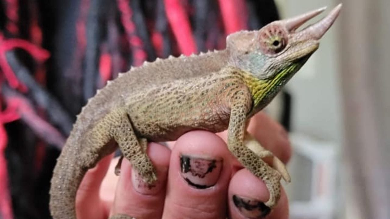 How To Tell The Age Of A Chameleon? Expert Tips Acuario Pets