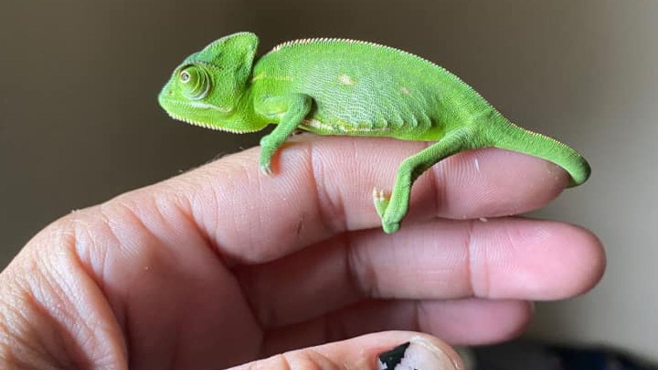 chameleon on hand Chameleon Growth Rate Chart: How Fast Do Chameleons Grow?