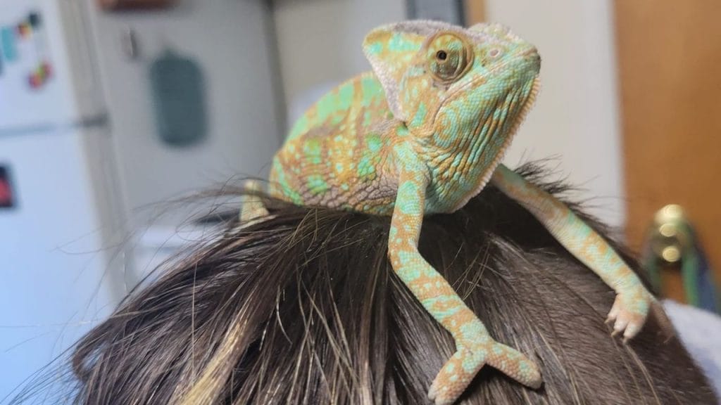 9 Foods That Are Toxic For Chameleons – Acuario Pets