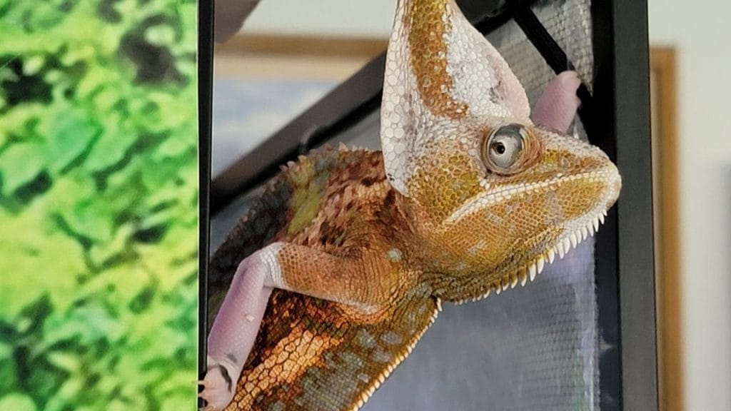How Many Babies Can A Chameleon Have? 2 chameleon rolling eyes How Many Babies Can A Chameleon Have?