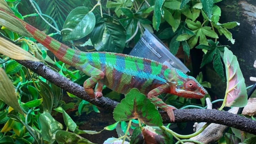 colorful chameleon climbing black twig How Fast Do Chameleons Change Color?