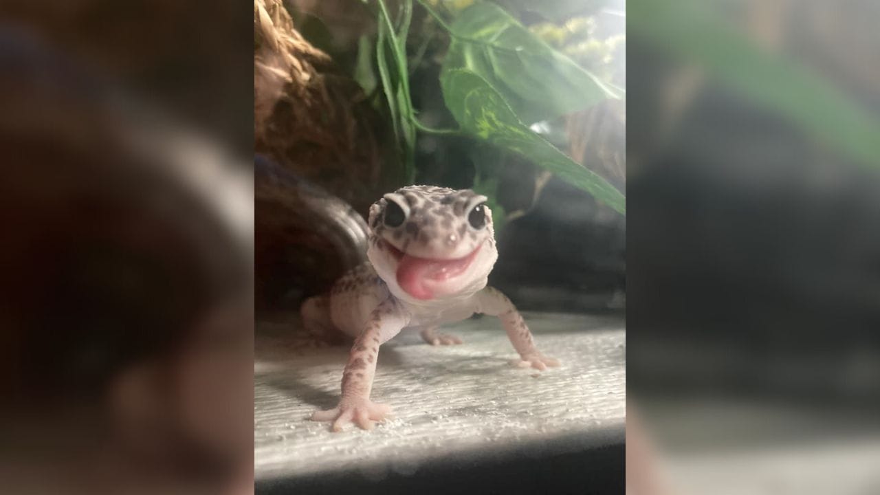 cute leopard gecko staring at you How To Tell If Your Leopard Gecko Likes You?