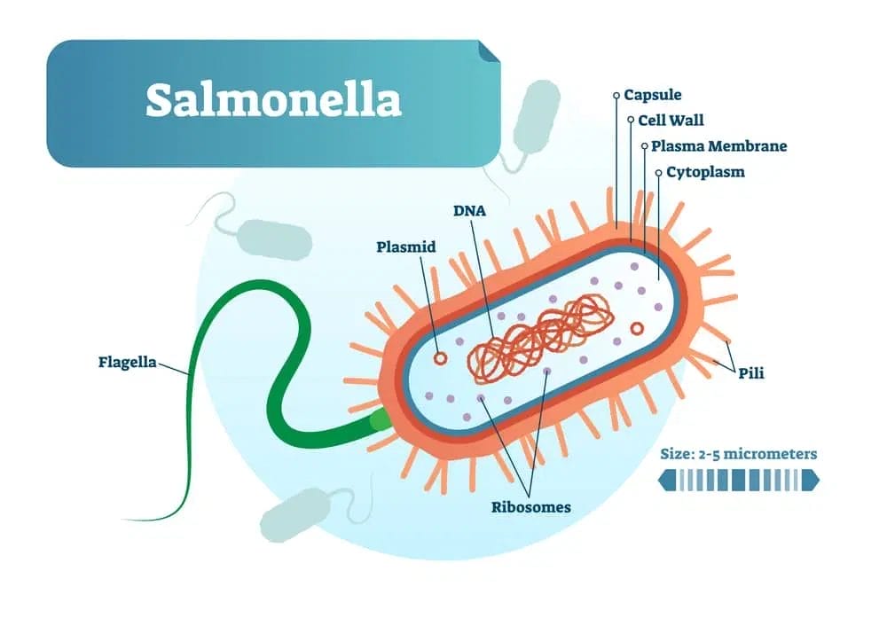 salmonella internal structure anatomy