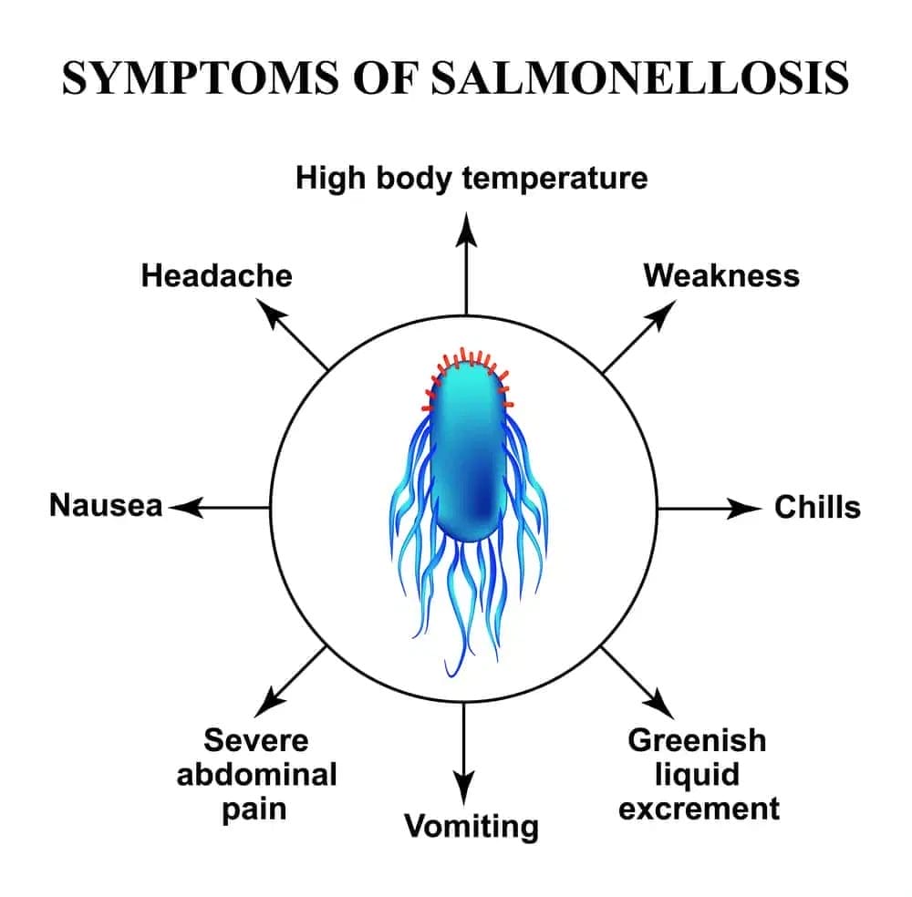 symptoms of salmonella