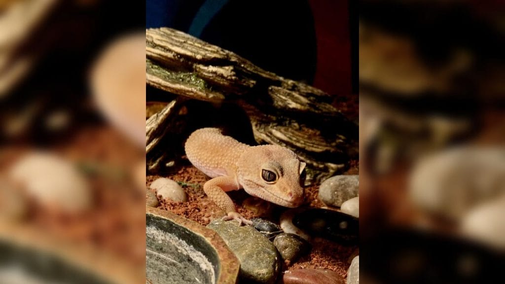How To Tell If Your Leopard Gecko Likes You? 2 leopard gecko coming out of stone cave toy How To Tell If Your Leopard Gecko Likes You?
