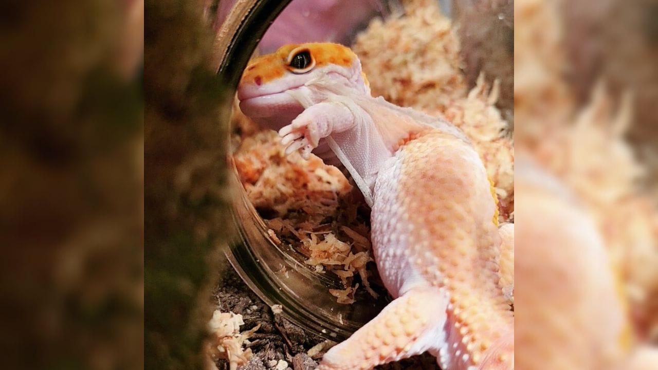 Leopard Gecko Death Roll: What Does It Mean?