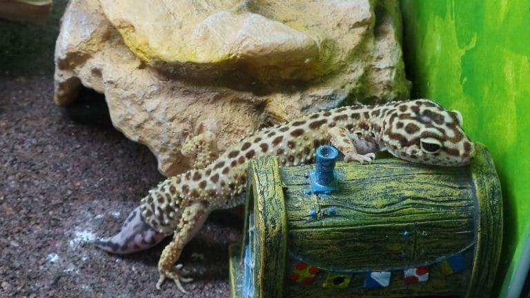 Why Isn’t My Leopard Gecko Shedding?