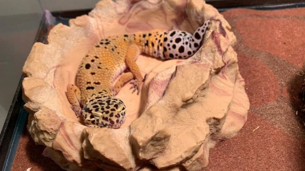 leopard gecko sleeping on its water bowl Healthy vs Unhealthy Leopard Gecko: 12 Important Signs
