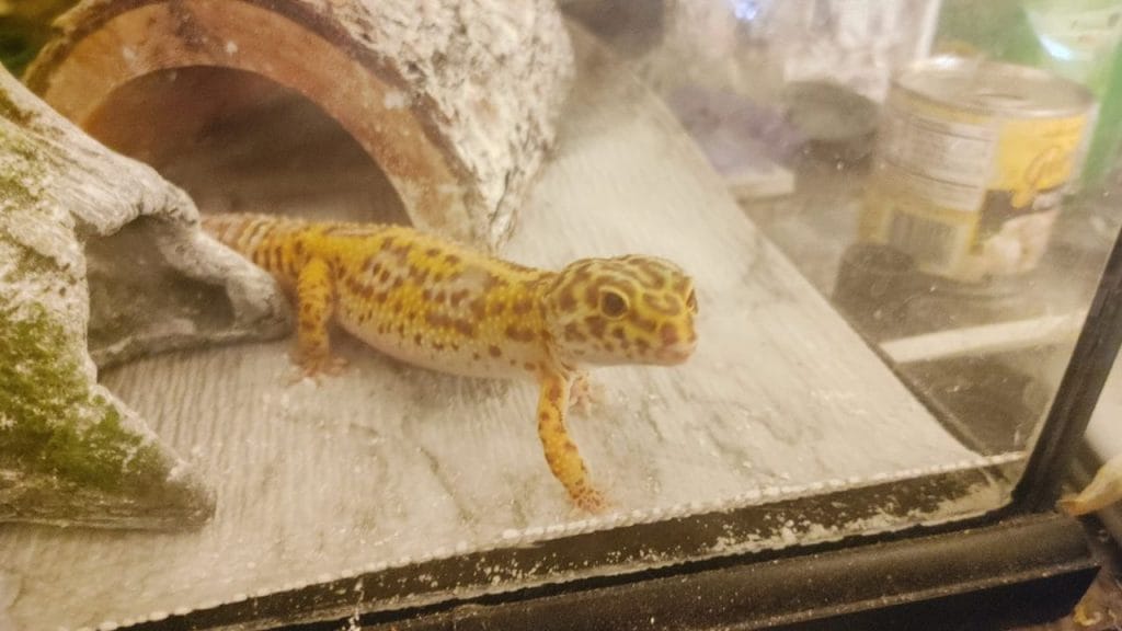 Leopard Gecko Bite: Are They Dangerous? 3 leopard gecko staring through glass wall Leopard Gecko Bite: Are They Dangerous?