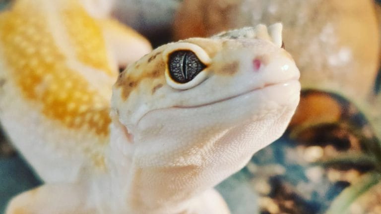 What Frogs Can Live With Leopard Geckos?