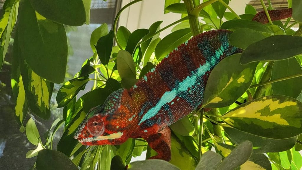 red blue colorful chameleon How Much Does A Panther Chameleon Cost? [Store, Price List]