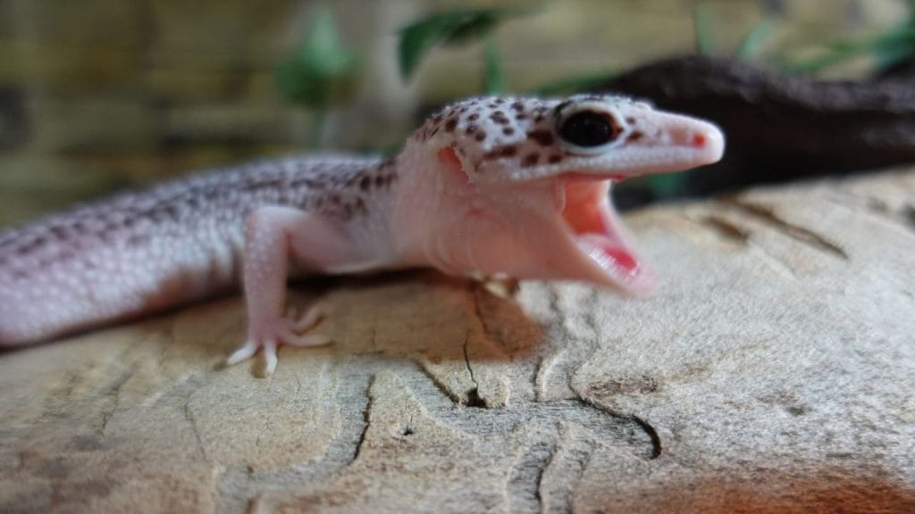 white leopard gecko screaming Leopard Gecko Bite: Are They Dangerous?
