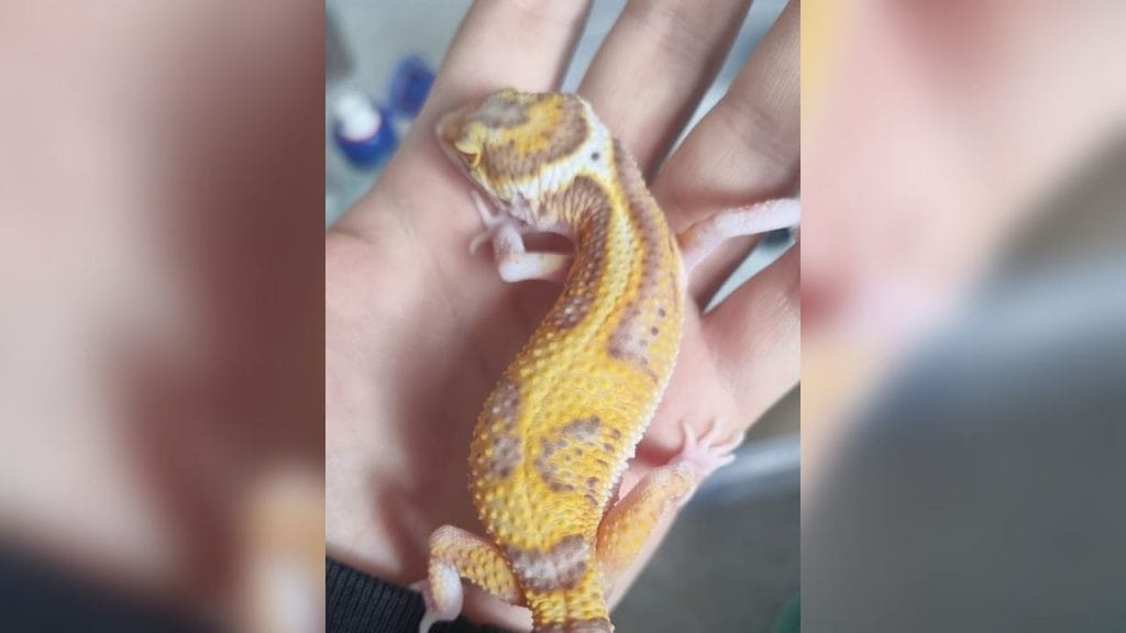 How Much Hot Is Too Hot For Leopard Gecko? – Acuario Pets